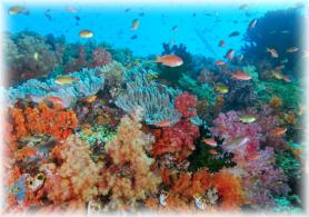 Maledivské korálové útesy