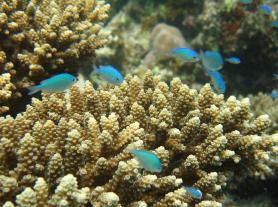 Ostrůvky Ari Atolu - podmořský život