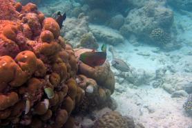 Ostrůvky Dhaalu Atolu - okolní podmořský život
