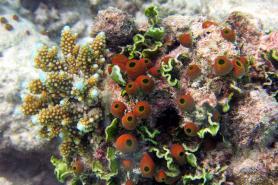 Ostrůvky Haa Alifu Atolu - okolní podmořský svět