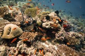 Maledivský ostrov Bandos s podmořským životem