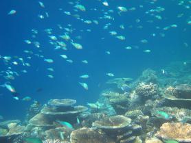 Maledivy - podmořský svět