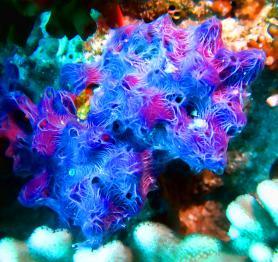 Krásy podmořského světa Malediv