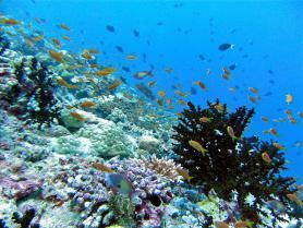 Maledivy a podmořský svět
