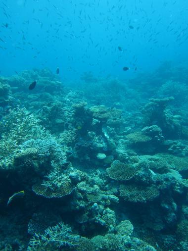 Maledivy a podmořský svět