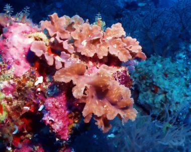 Krásy podmořského světa Malediv