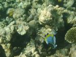 Maledivský podmořský svět