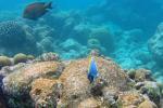Haa Dhaalu Atol - podmořský svět jednoho z ostrůvků