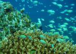 Maledivy - podmořský svět