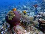 Maledivy a podmořský svět ostrova Helengeli