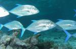 Maledivy a jeden z druhů lovených ryb