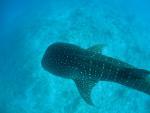Maledivy - malý žralok