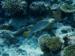 Maledivy - podmořský život